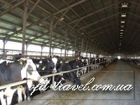 Agrotour in Ukraine (dairy farms)