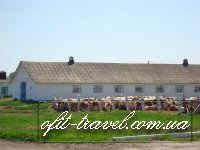 Agrotour in Ukraine (dairy farms)