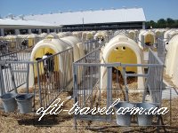 Agrotour in Ukraine (dairy farms)